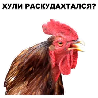 👿 2266f420 ХУЛИ РАСКУДАХТАЛСЯ? ayam, ayam jantan, burung, hewan, menyinggung telegram sticker