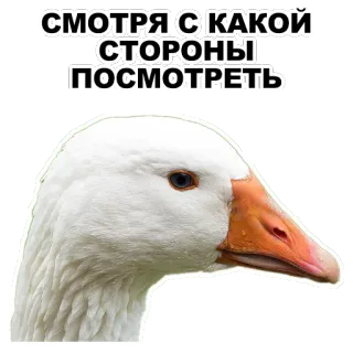 😉 25d7dbff СМОТРЯ С КАКОЙ СТОРОНЫ ПОСМОТРЕТЬ angsa, burung, binatang, teks, frasa telegram sticker