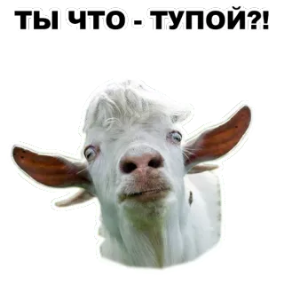 Животные @eeZee_stickers telegram stickers