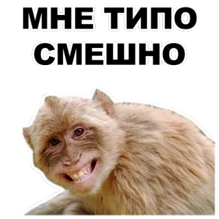 😁 74f280b6 МНЕ ТИПО СМЕШНО monyet, meme, lucu, hewan telegram sticker