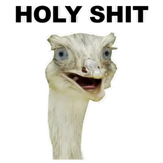 😮 90ab2f25 HOLY SHIT burung unta, burung, hewan, kaget, astaga telegram sticker