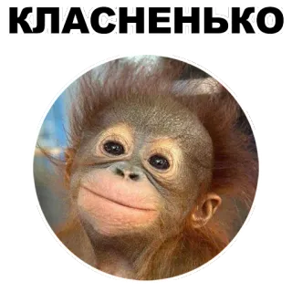 😊 f0efbbd2 КЛАСНЕНЬКО orangutan, monyet, bayi monyet, imut, menggemaskan, teks rusia telegram sticker