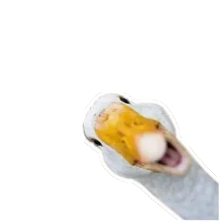 Животные @eeZee_stickers telegram stickers