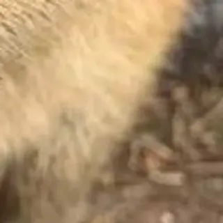 🌟 165ea700 telegram sticker