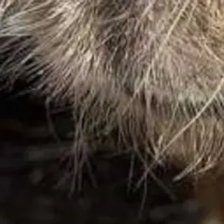 🌟 2ec8767a telegram sticker