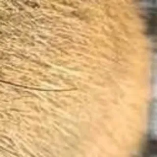 🌟 4712ccdb telegram sticker