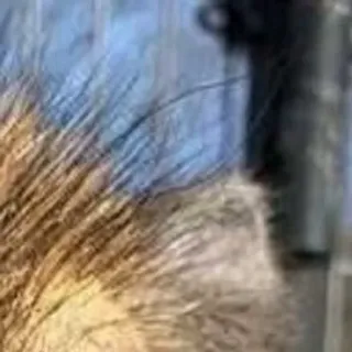 🌟 b1e82a22 telegram sticker