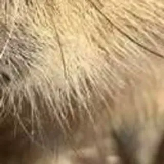 🌟 c45a0d12 telegram sticker