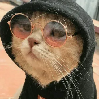 😎 07bb784e cat, glasses, hoodie, pet, animal, cute whatsapp sticker
