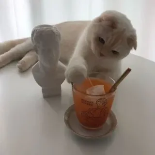 🍹 0d894adf RETRIC CABLE cat, drink, juice, statue, glass, beverage whatsapp sticker