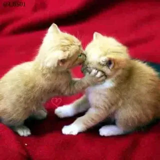 💛 1039d455 kittens, cats, cute, animals, pets, playful, affectionate whatsapp sticker
