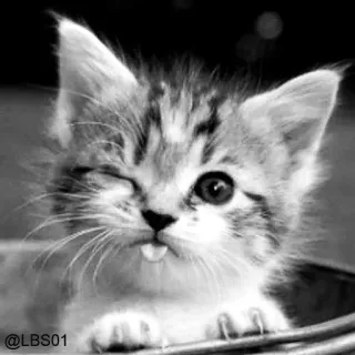 😜 10db0f27 @LBS01 cat, kitten, animal, cute, pet, winking, monochrome whatsapp sticker