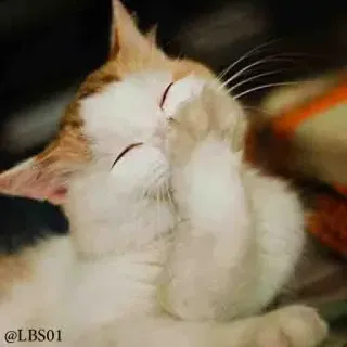 😄 13bf2084 @LBS01 cat, animal, cute, kitten, pet, domestic animal, lying, paw whatsapp sticker