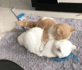 💛 17fbe8aa cats, animals, domestic animals, pets, cute whatsapp sticker