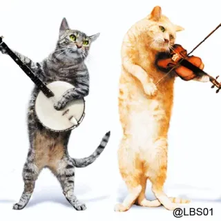 🎼 39b3f43d @LBS01 cat, banjo, violin, music, animals, musicians, instrument, cats whatsapp sticker