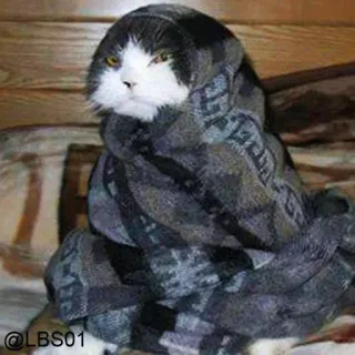 😒 3a4b61c8 @LBS01 cat, blanket, funny, pet, animal, cute whatsapp sticker