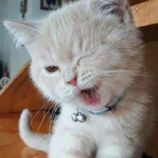 😜 46a41989 kitten, cat, animal, pet, cute, yawning whatsapp sticker