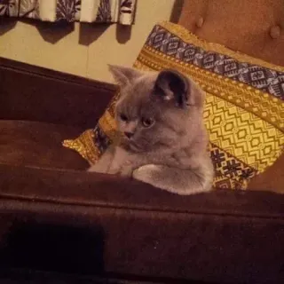 😕 484a20d3 cat, kitten, pet, animal, sofa, pillow, domestic animal, british shorthair whatsapp sticker