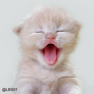 😝 484b8415 @LBS01 kitten, cat, yawning, cute, animal, domestic cat, pet whatsapp sticker
