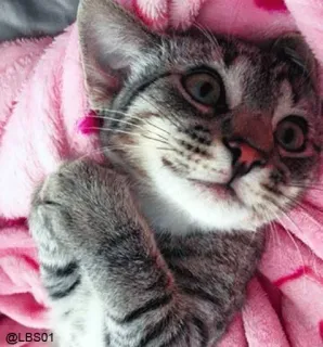 😍 48fd3ecb @LBS01 cat, kitten, cute, pet, animal, tabby whatsapp sticker