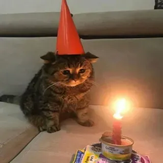 🎂 493f5a00 cat, birthday, party hat, candle, animal, pet whatsapp sticker