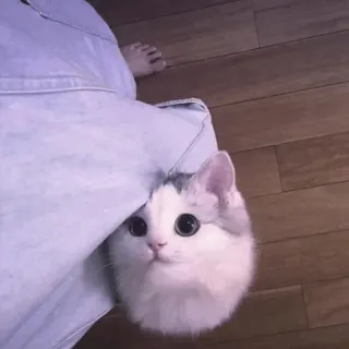 🥰 556edfcd cat, kitten, cute, pet, domestic animal, feline, animal whatsapp sticker