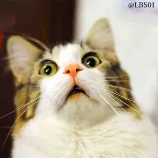 😳 5791b67a @LBS01 cat, pet, animal, cute, looking up, surprised whatsapp sticker