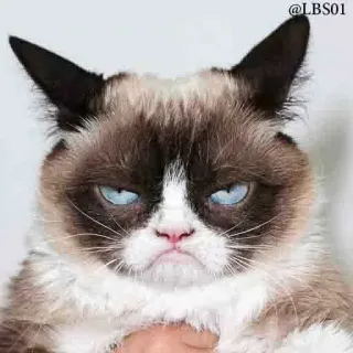 😠 5a435031 Grumpy Cat @LBS01 cat, grumpy, meme, animal, cute, funny, pet, internet whatsapp sticker