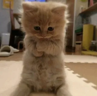 ☹️ 64451a00 cat, kitten, cute, animal, pet, furry whatsapp sticker