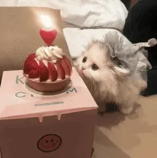 🎂 64cb2ed6 K. Clum cat, birthday, cake, strawberry, cute, pet, animal whatsapp sticker