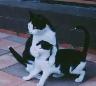 🤭 6cf13347 cats, tuxedo cats, animals, domestic animals whatsapp sticker