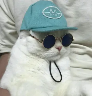 😎 745cc787 ADANG cat, sunglasses, hat, pet, animal, cute whatsapp sticker