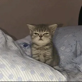 😑 798dfe79 kitten, cat, animal, pet, cute, sleepy whatsapp sticker