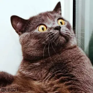 😳 7b04ac22 @LBS01 cat, animal, pet, funny, eyes, meme whatsapp sticker