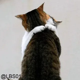 💛 7c49821c @LBS01 cats, hugging, animals, friendship, cute, affection, pets whatsapp sticker