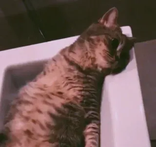 😟 87938546 cat, pet, animal, feline, domestic cat, tabby whatsapp sticker