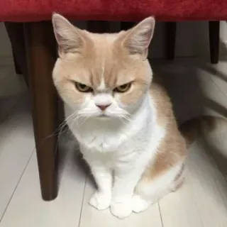 😠 8beca4fe cat, angry, grumpy, pet, feline, animal, meme whatsapp sticker