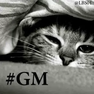 😴 9ac969d4 #GM cat, animal, good morning, hashtag, domestic animal, sleepy whatsapp sticker