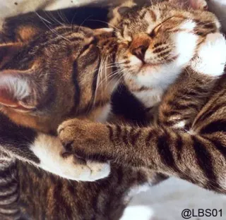 💛 a29147c9 @LBS01 cats, animals, friendship, cute, pet, tabby cat, affection, cuddling whatsapp sticker