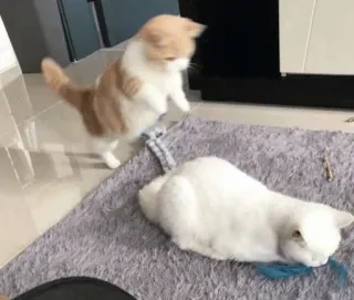 💛 ae58addb cats, kitten, pets, animals, domestic animals whatsapp sticker