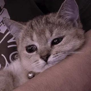 🥰 b6061a3b cat, kitten, pet, animal, cute, domestic cat, mammal whatsapp sticker