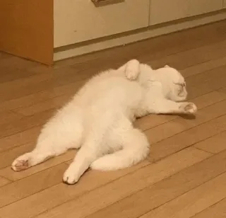 😓 bcc5b725 cat, sleeping, white, lazy, animal whatsapp sticker