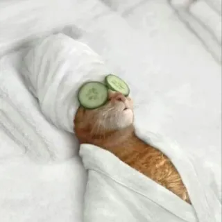 💆‍♀ c5d46fc7 cat, spa, cucumber, relaxation, pet, animal, beauty whatsapp sticker