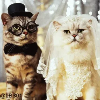 💛 c9cf40bf @LBS01 cats, wedding, animals, bride, groom, pets whatsapp sticker