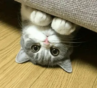 🙃 cc57b39d cat, kitten, cute, animal, pet, grey cat, upside down whatsapp sticker