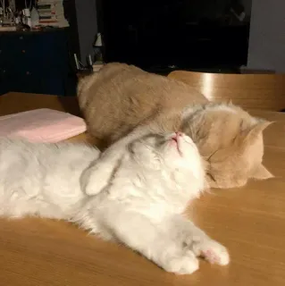 💛 ce9db23e cat, animal, pet, domestic animal, mammal, feline whatsapp sticker