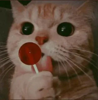 🍭 cfc39e31 cat, lollipop, cute, pet, animal whatsapp sticker