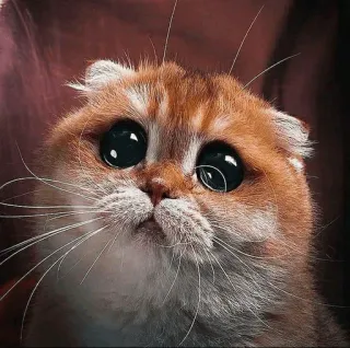 🥺 d636749b cat, cute, animal, pet, eyes, kitten, portrait whatsapp sticker