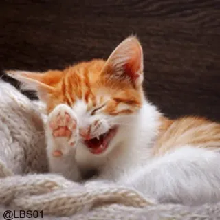 😂 d7f8d8d7 @LBS01 cat, laughing, kitten, pet, animal, happy whatsapp sticker
