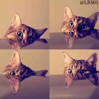 😶 d907e884 @LBS01 cat, animal, meme, funny, pet, domestic animal whatsapp sticker